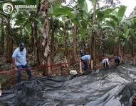 Simulacro nacional de actuación para minimizar el riesgo de introducción del Fusarium en Ecuador.