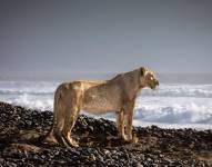 Una docena de leones se trasladaron a la Costa de los Esqueletos.