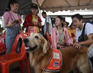 Safari, un golden retriever de la unidad de rescate K9 de Tailandia, es llevado para consolar a las personas que esperan noticias de sus seres queridos desaparecidos en el lugar del derrumbe de un edificio en construcción en Bangkok el 1 de abril de 2025.
