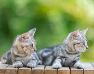Cute American shorthair cat kitten In the garden