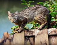 Aunque aseguró que no suponía una amenaza para los animales, la policía encontró en su móvil una fotografía de un gato muerto.