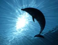 Imagen referencial de delfín