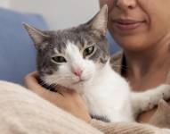 Imagen referencial de gato adulto en los brazos de su dueña.