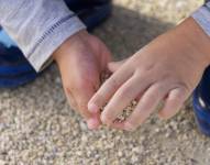 Imagen referencial de las manos de un niño.