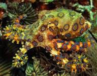 Los pulpos de anillos azules, considerados entre las criaturas marinas más venenosas del planeta.