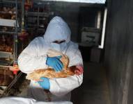 25 ciudadanos en cerco epidemiológico por primer caso en Ecuador de una persona con gripe aviar