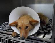 Chaupi se recupera satisfactoriamente en una clínica veterinaria, en Quito.