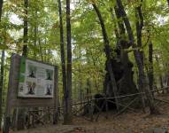 En este bosque habita el árbol más longevo de Castilla con cerca de 1.000 años de edad, conocido como 'El Abuelo'.