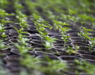 Plantaciones de cannabis.