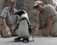 En esta imagen cortesía del San Diego Zoo Wildlife Alliance, las especialistas en el cuidado de vida silvestre Debbie Dention, a la izquierda, y Lara Jones, ven a un pingüino de nombre Lucas poner a prueba su nuevo calzado ortopédico en el Zoológico de San Diego. (Ken Bohn/San Diego Zoo Wildlife Alliance via AP)