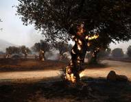 Un incendio quema olivares en la zona de Lagonisi, Grecia, en la zona de Kouvaras en Ática.