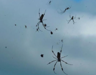 Lluvia de arañas en Brasil.