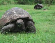 Fotografía de archivo de dos tortugas gigantes en el Archipiélago de Galápagos (Ecuador).