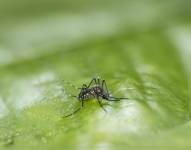 Imagen de una mosca aedes aegypti, el vector principal de la enfermedad del dengue.
