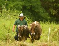 Las plantas avícolas son de las más afectadas por el paro.