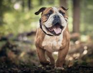 En la imagen se ve a un perro caminando en el campo.