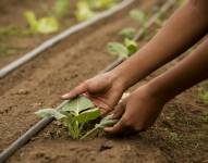 Varios cultivos pueden verse afectados por la llegada de El Niño