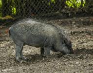Un cerdo salvaje urgando en búsqueda de comida
