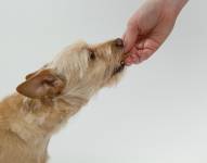 Imagen referencial de un perro comiendo