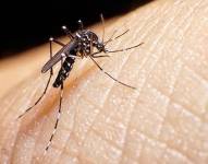 Dengue en Ecuador: 18 muertos y 9 000 nuevos casos en un mes