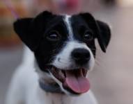 Un perro en el desfile ‘Plumas y Patitas’ del Orgullo LGTBI 2022, a 3 de julio de 2022, en Madrid (España)