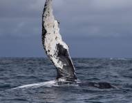 Una ballena jorobada es vista el 30 de julio de 2022 en costas cercanas a la ciudad de Atacames, Esmeraldas (Ecuador).