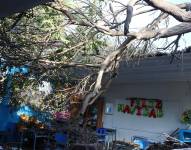 Imagen de un árbol caído en un colegio de Salinas, Santa Elena.