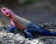 El lagarto versión Spiderman de la vida real