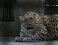 Leopardo obeso.