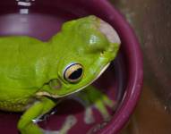 Ranas con tumores aparecen en Australia