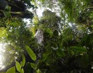 El WWF pide reconocer la labor de los indígenas en la protección de bosques