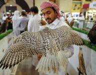 El halcón, el caballo árabe y el dromedario -también conocido como camello arábigo