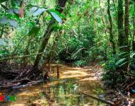Bosque Protector Venecia, en Napo