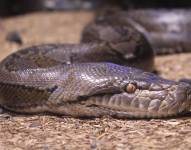 Imagen de una pitón.