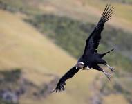 Fotografía de archivo que muestra un cóndor andino en la Reserva Antizanilla al suroeste de Quito.