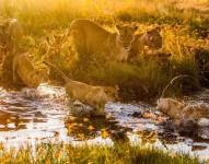 El momento en el que un león salva a una hiena preñada de una jauría de perros salvajes