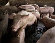 La investigación demuestra que es posible ralentizar el rápido deterioro que sufre el organismo después de la muerte.