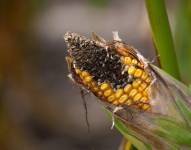 Manabí produce anualmente un promedio de 500 000 toneladas de maíz.