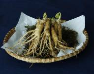 El ginseng se ha vuelto común en las sociedades occidentales desde finales del siglo pasado.