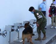 Uno de los perros durante el taller dictado en Quito.