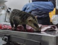 Las zarigüeyas son una de las especies rescatadas tras un incendio forestal.