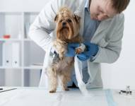 Perro atendido por un veterinario