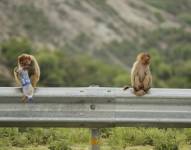 Monos en la carretera