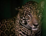 Fotografía que muestra un jaguar macho rescatado del río Negro este jueves, cerca de la zona urbana de Manaos (Brasil). El felino fue rescatado tras ser encontrado nadando, aparentemente desorientado y débil, por un grupo de trabajo compuesto por el Batallón de Policía Ambiental.