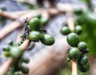 El café fue recolectado por la Asociación Agroartesanal de Productores Ecológicos de Palanda y Chinchipe.