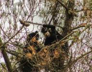 Los osos andinos acostumbran trepar a árboles.