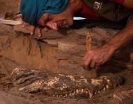 Descubren una tumba egipcia con diez momias de cocodrilos. EFE/Patricia Mora. Imagen facilitada por la Universidad de Jaén.