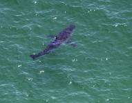 Imagen de archivo de un tiburón blanco.