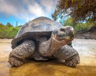 La tortuga gigante es una especie representativa de las Islas Galápagos.