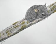 Gráfico del Chilomys Carapazi, nueva especie de roedor que habita en los bosques nublados de Ecuador.